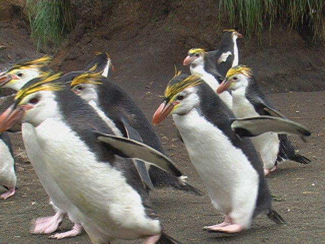 Royal Penguin